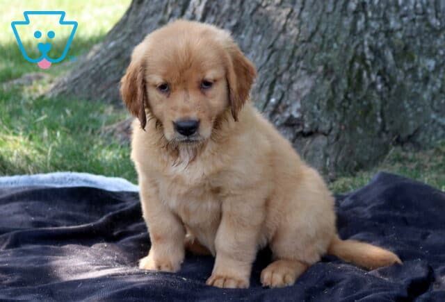 Tootsie Golden Retriever image