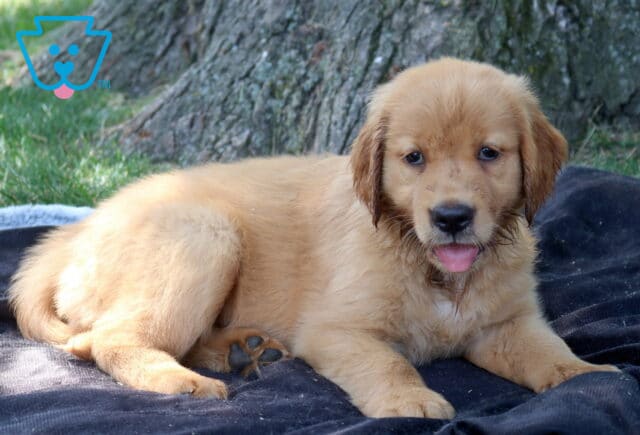 Tootsie Golden Retriever2 image