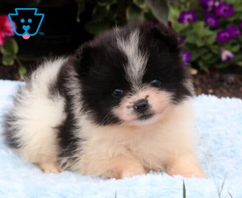 Fluffy black and white Pomeranian puppy resting on a soft blue blanket with a plush coat, bright eyes, and a sweet expression, framed by colorful pink and purple flowers.