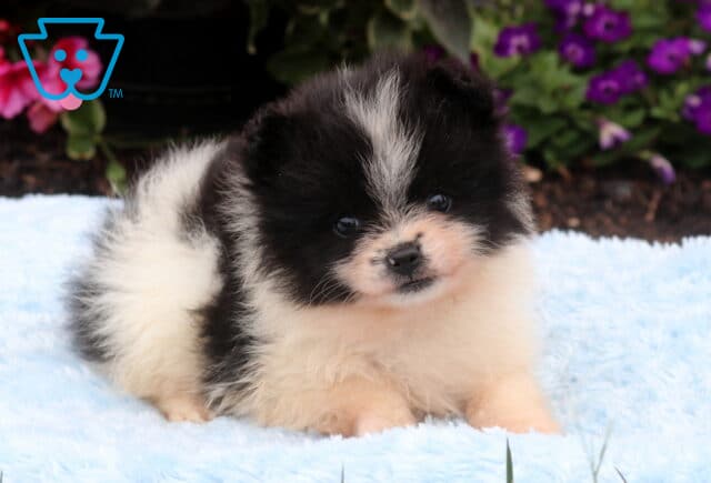Fluffy black and white Pomeranian puppy resting on a soft blue blanket with a plush coat, bright eyes, and a sweet expression, framed by colorful pink and purple flowers. image