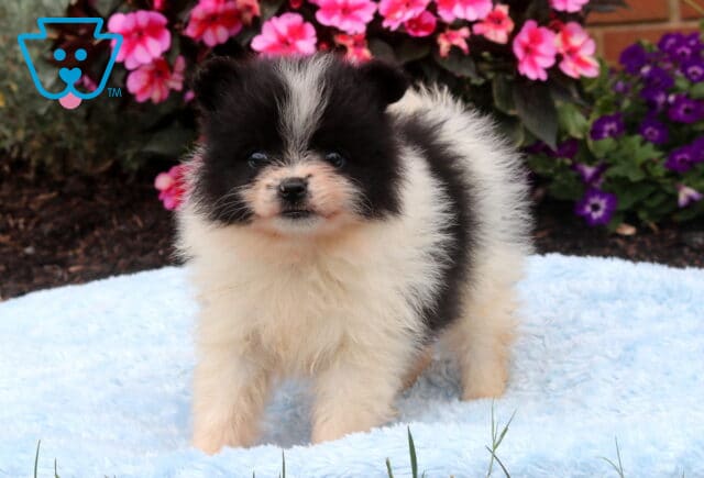 Black and white Pomeranian puppy standing on a soft blue blanket with a thick fluffy coat, tiny upright ears, and a curious expression, surrounded by bright pink and purple blooming flowers. image