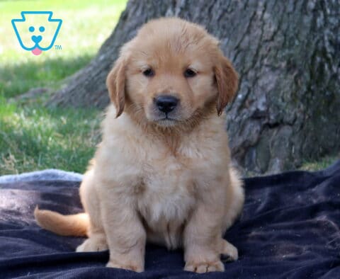 Tori Golden Retriever