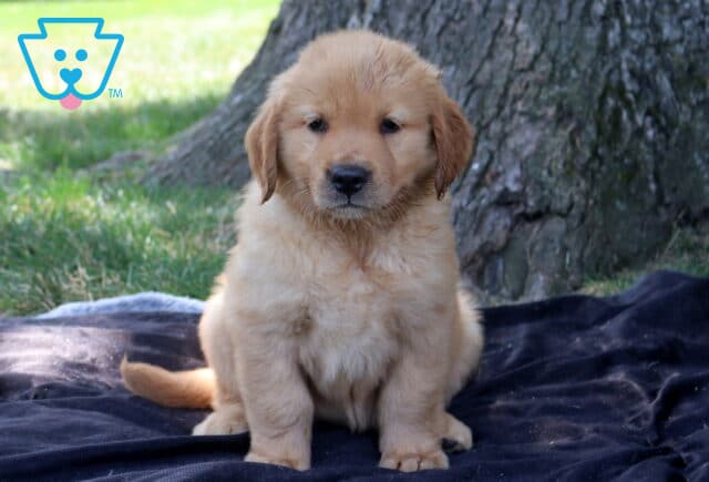 Tori Golden Retriever image
