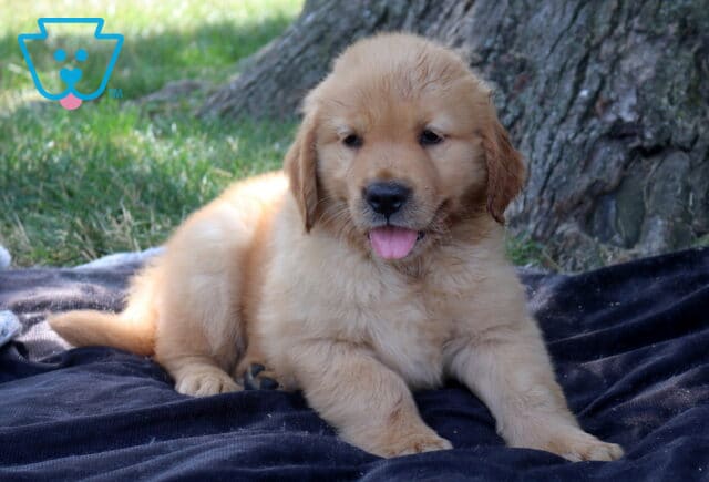 Tori Golden Retriever2 image