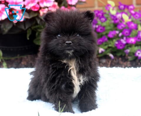 Adorable black Pomeranian puppy with a fluffy white chest patch sitting on a soft blue blanket, looking straight ahead with bright eyes, surrounded by vibrant pink and purple flowers.