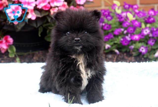 Adorable black Pomeranian puppy with a fluffy white chest patch sitting on a soft blue blanket, looking straight ahead with bright eyes, surrounded by vibrant pink and purple flowers. image