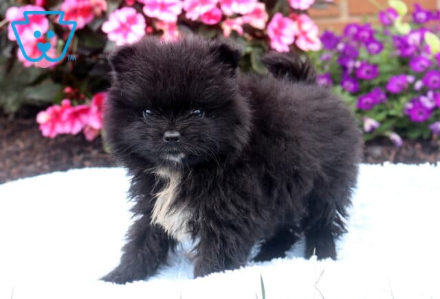 Fluffy black Pomeranian puppy with a small white chest marking standing on a soft blue blanket, featuring a curled tail and teddy bear face, with colorful garden flowers in the background. image
