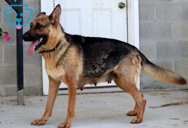 Trixie German Shepherd Ben Beiler image