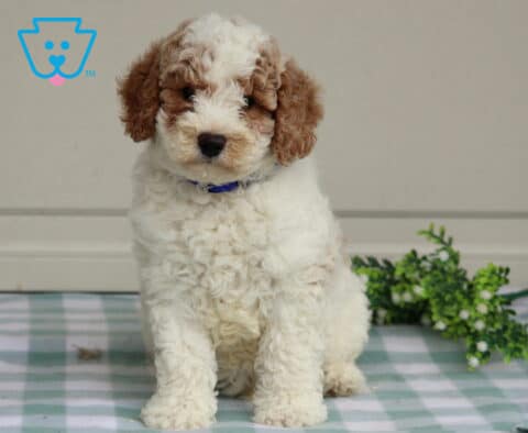 Tucker Mini Poodle