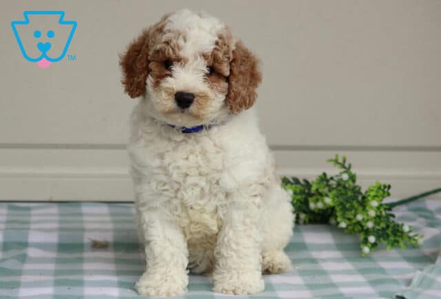 Tucker Mini Poodle image
