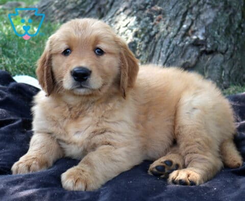 Turbo Golden Retriever