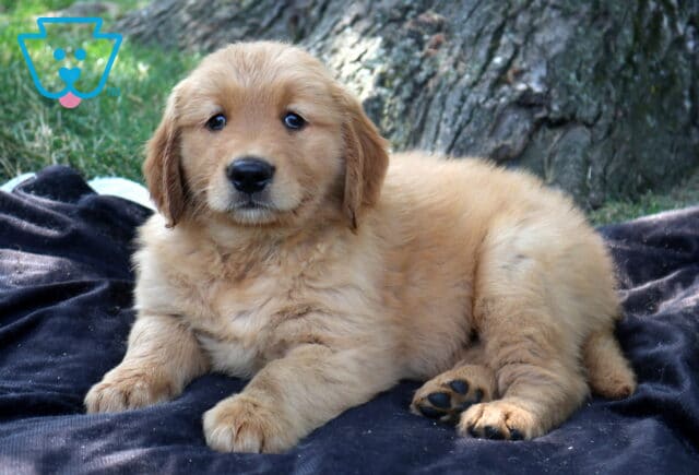Turbo Golden Retriever image