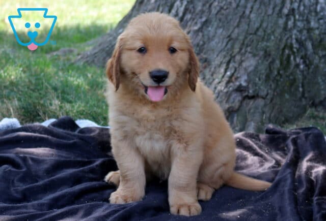 Turbo Golden Retriever2 image