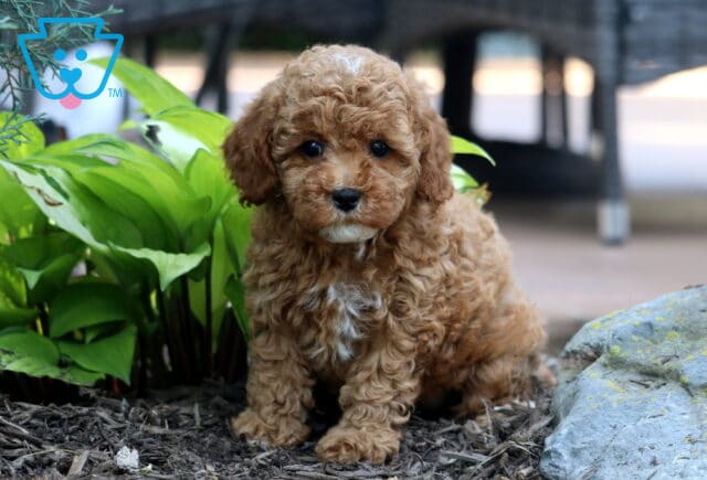 Twila Cavapoo image