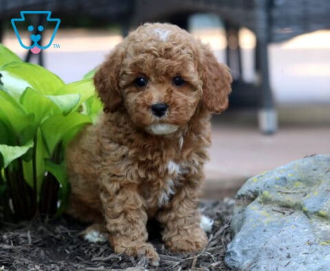Twila Cavapoo2
