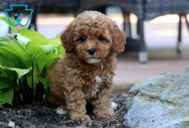 Twila Cavapoo2 image