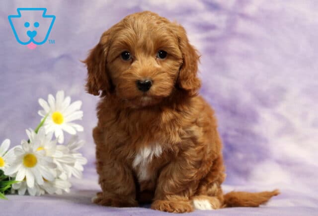 Red apricot Havapoo puppy with a fluffy wavy coat and a white chest patch sitting beside white daisies against a soft lavender backdrop, looking sweetly at the camera with bright round eyes and a teddy bear face. image