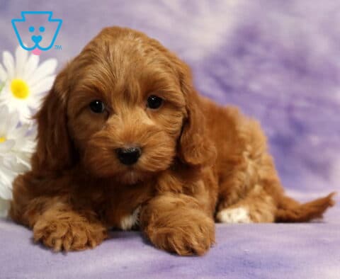 Fluffy red Havapoo puppy lying on a soft lavender blanket beside white daisies, featuring a rich apricot coat, floppy ears, gentle dark eyes, and an adorable teddy bear face looking directly at the camera.