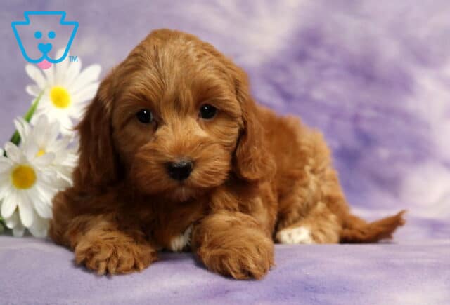 Fluffy red Havapoo puppy lying on a soft lavender blanket beside white daisies, featuring a rich apricot coat, floppy ears, gentle dark eyes, and an adorable teddy bear face looking directly at the camera. image