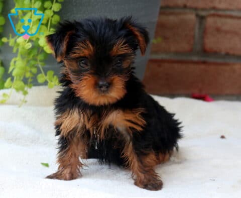 Twiligh Yorkie