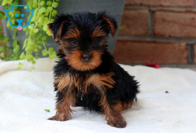 Twiligh Yorkie image