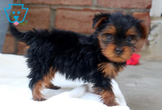 Twiligh Yorkie2 image