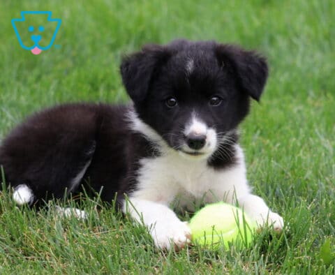 Twinkle Border Collie