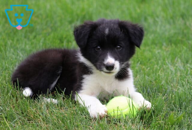 Twinkle Border Collie image