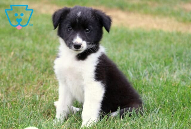 Twinkle Border Collie2 image