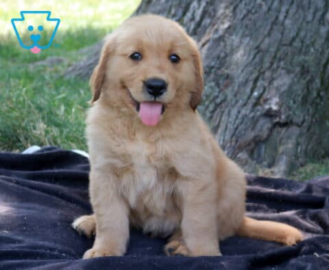 Twizzler Golden Retriever