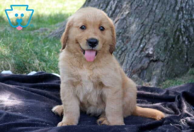 Twizzler Golden Retriever image