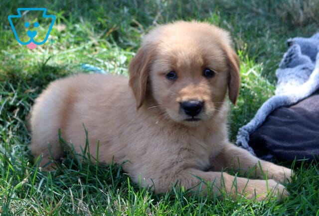 Twizzler Golden Retriever2 image