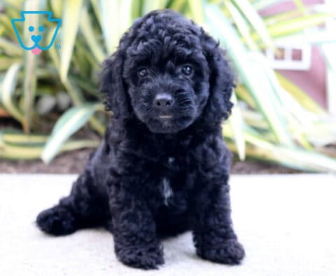 Tyson Cockapoo