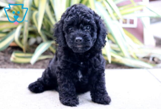Tyson Cockapoo image