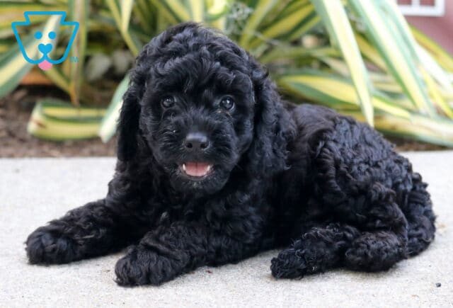 Tyson Cockapoo2 image