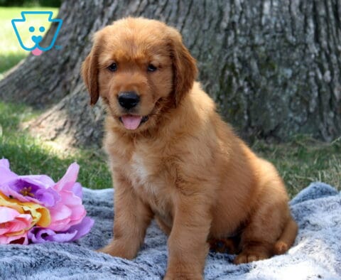 Walker Golden Retriever