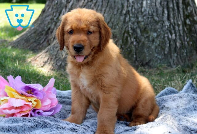 Walker Golden Retriever image