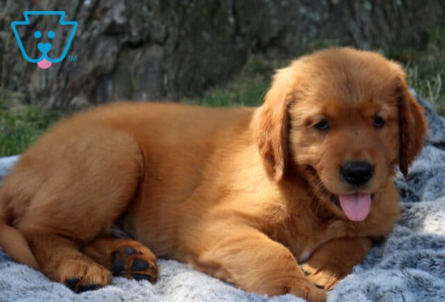 Walker Golden Retriever2 image