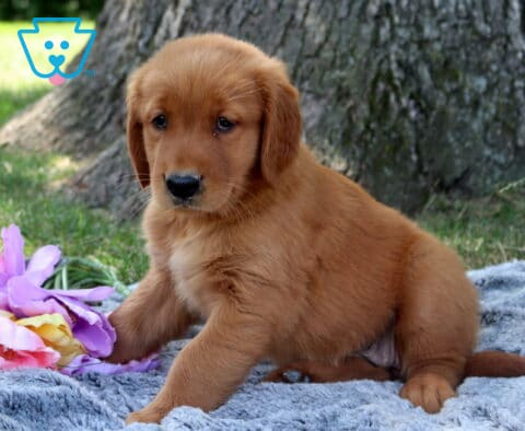 Wanda Golden Retriever