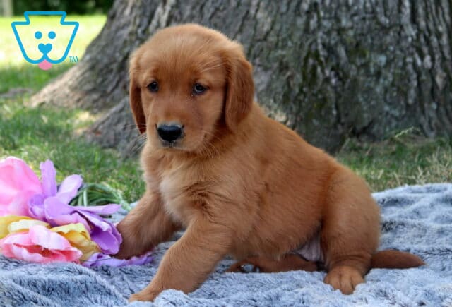 Wanda Golden Retriever image
