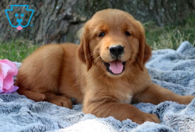 Wanda Golden Retriever2 image