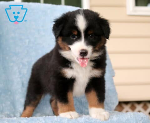 Washington Mini Aust Shepherd