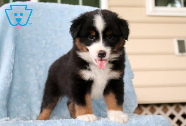 Washington Mini Aust Shepherd image