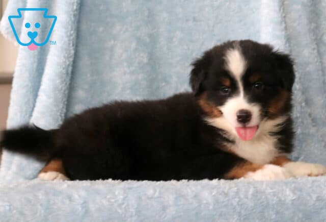 Washington Mini Aust Shepherd2 image