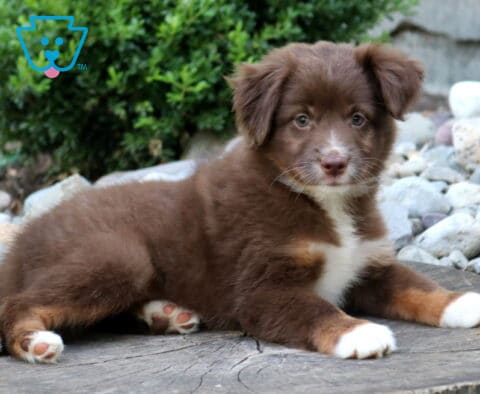 Fluffy red Mini Australian Shepherd puppy lounging on a rustic tree stump, featuring a rich chocolate coat, white chest and paws, warm copper accents, and a sweet, attentive expression surrounded by decorative landscaping.