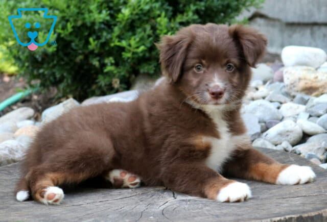 Fluffy red Mini Australian Shepherd puppy lounging on a rustic tree stump, featuring a rich chocolate coat, white chest and paws, warm copper accents, and a sweet, attentive expression surrounded by decorative landscaping. image