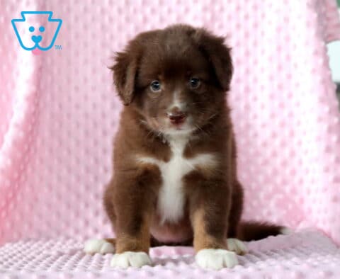 Wendy Mini Aust Shepherd