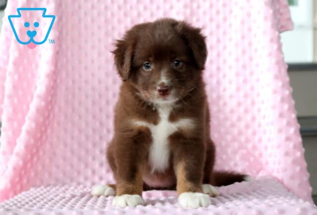 Wendy Mini Aust Shepherd image