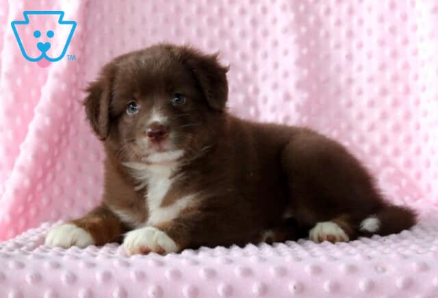 Wendy Mini Aust Shepherd2 image