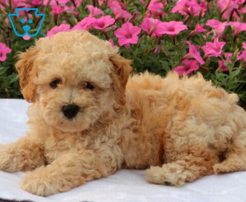 Wes Bichpoo